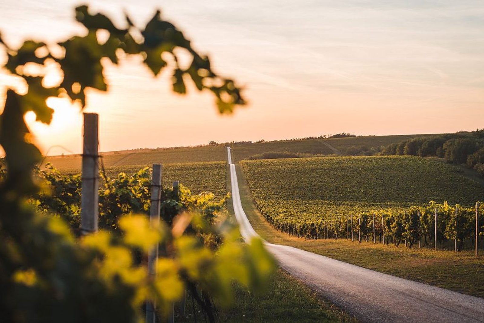 A single road running between vineyards across the Baranja hills at sunset